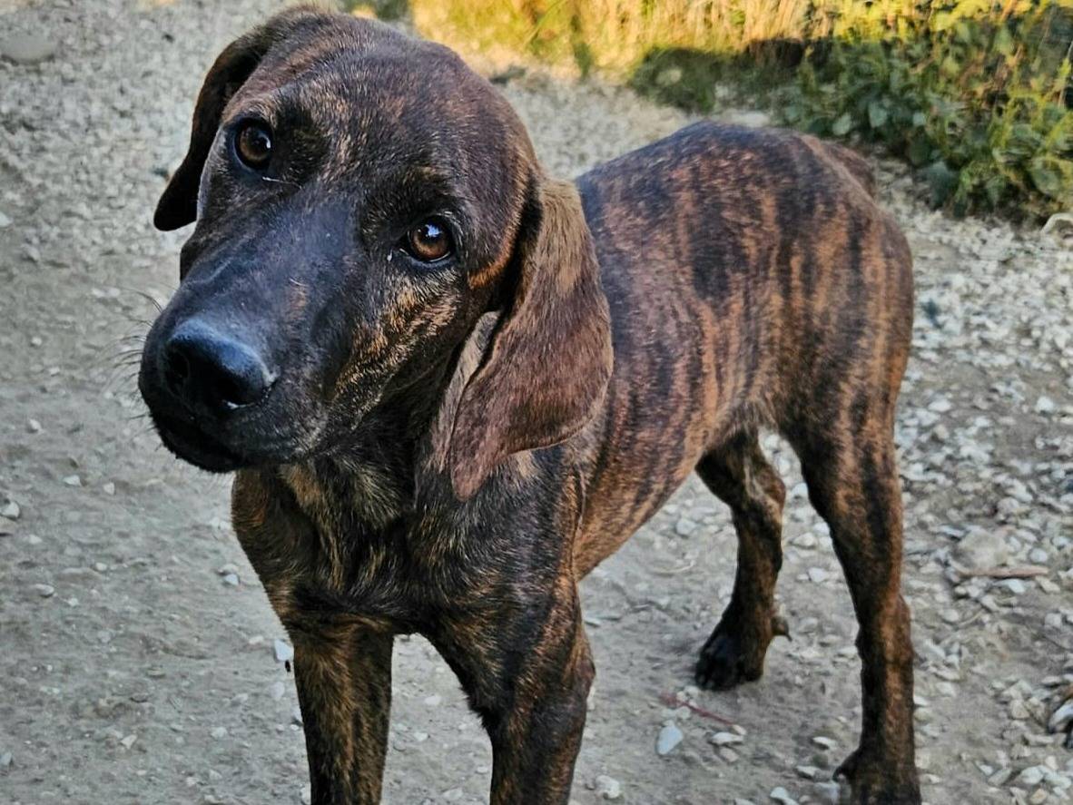 Adozione cane, femmina, Segugio Razza sconosciuta, 5 mesi, taglia media, Teramo