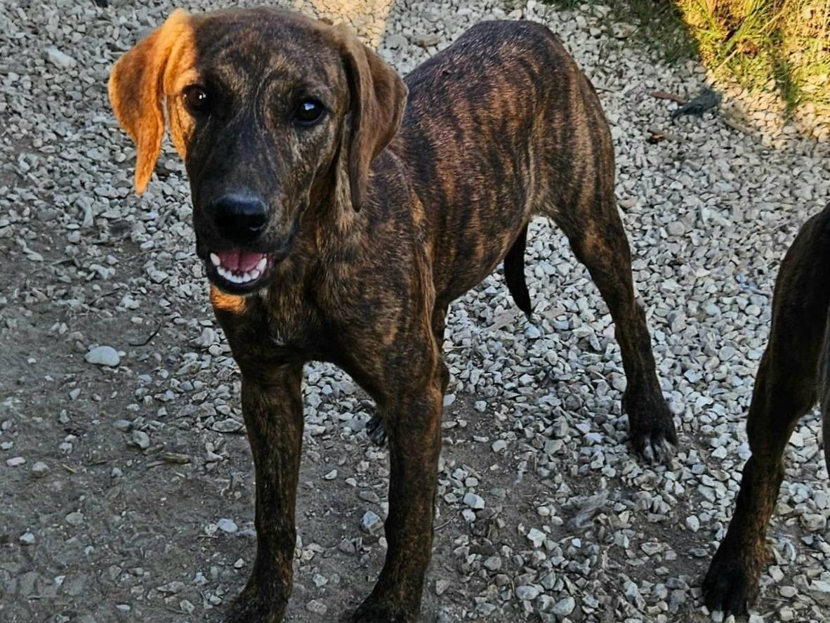 Adotta un cane, femmina, 5 mesi, Teramo