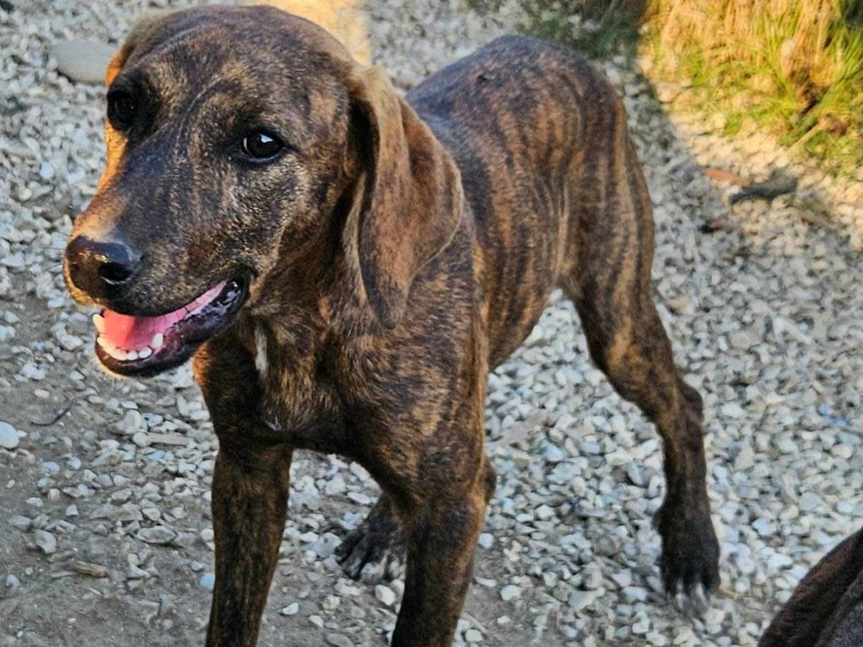 Adotta un cane, taglia media, femmina, Teramo