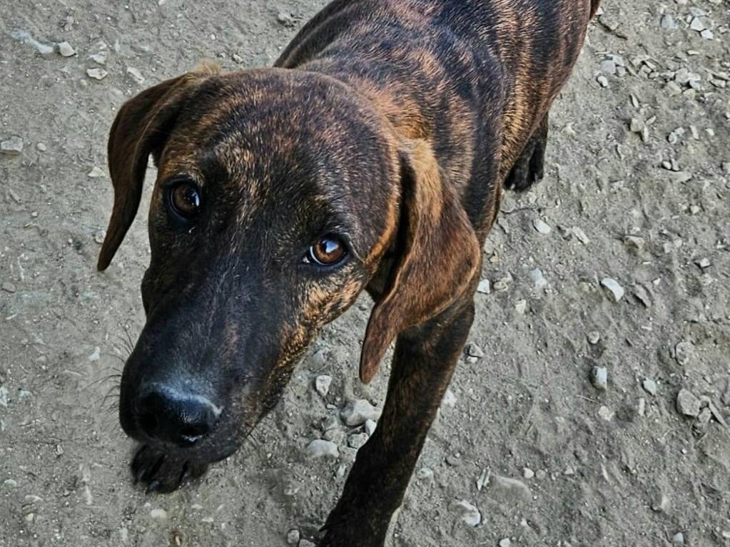 Vuoi adottare un cane a Teramo?