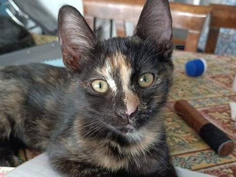 Adozione gatto, femmina, Razza sconosciuta Razza sconosciuta, 6 mesi, taglia non valida, Torino