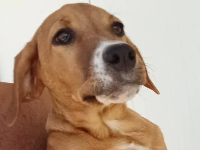 Adozione cane, femmina, Segugio Razza sconosciuta, 3 mesi, taglia media contenuta, Padova