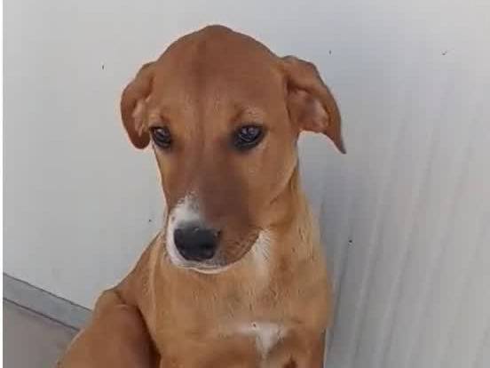 Adotta un cane, femmina, 3 mesi, Padova