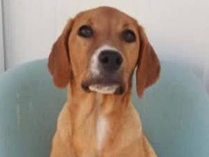 Adotta un cane, taglia media contenuta, femmina, Padova