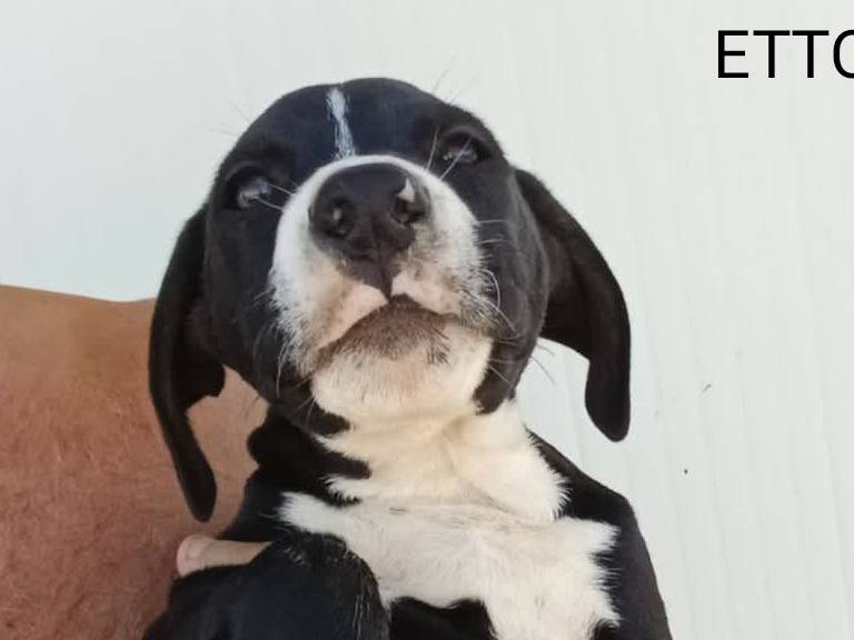 Adozione cane, maschio, Pitbull Razza sconosciuta, 2 mesi, taglia grande, Padova
