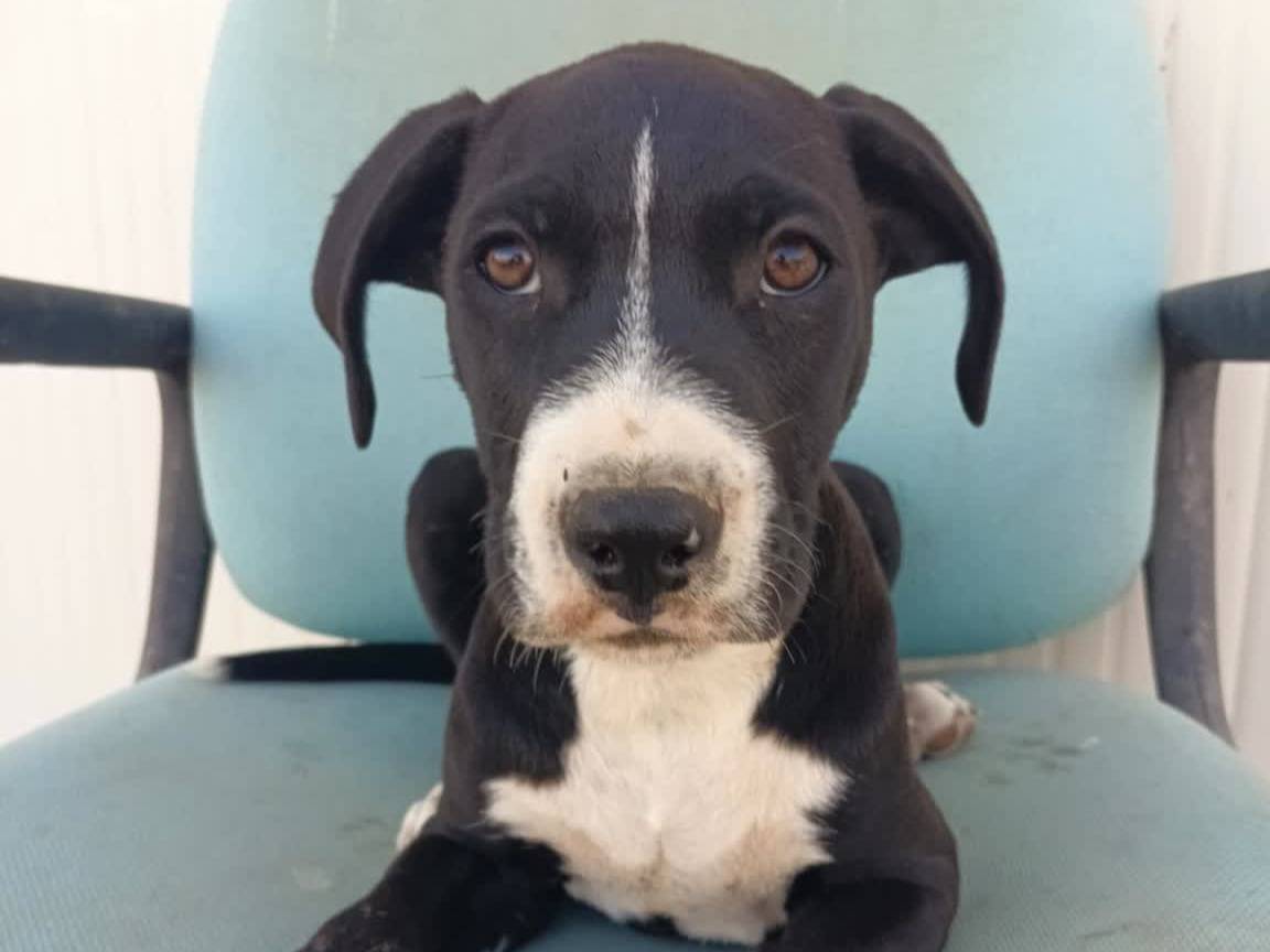 Adotta un cane, taglia grande, maschio, Padova
