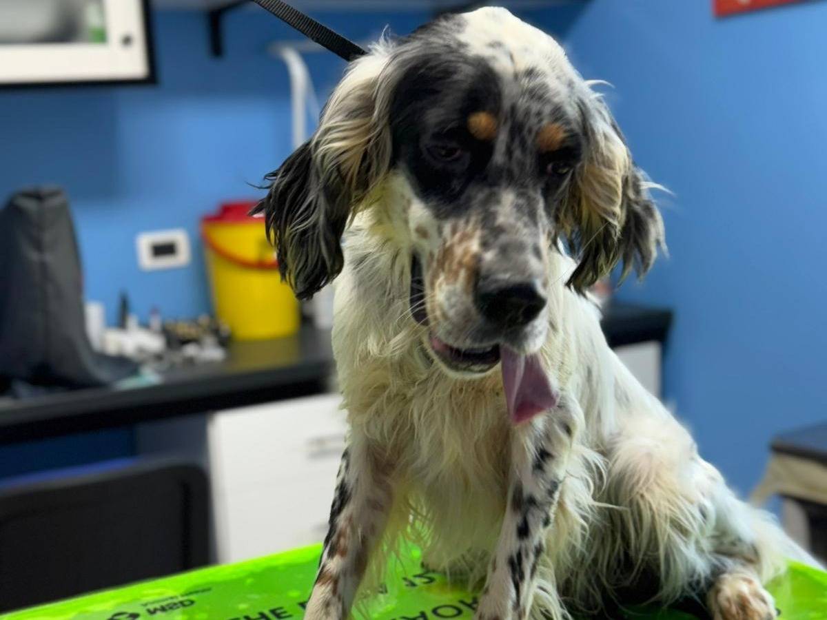 Adozione cane, maschio, Setter Inglese Razza sconosciuta, 1 anno e 8 mesi, taglia media, Milano