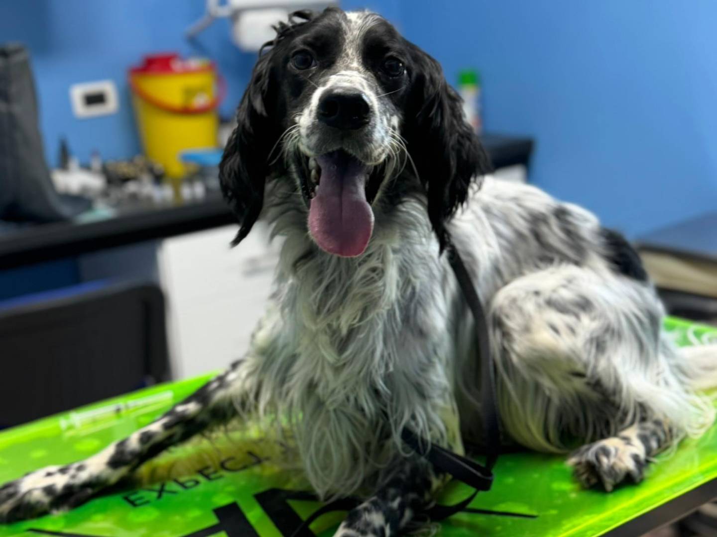 Adozione cane, maschio, Setter Inglese Razza sconosciuta, 1 anno e 4 mesi, taglia media contenuta, Milano