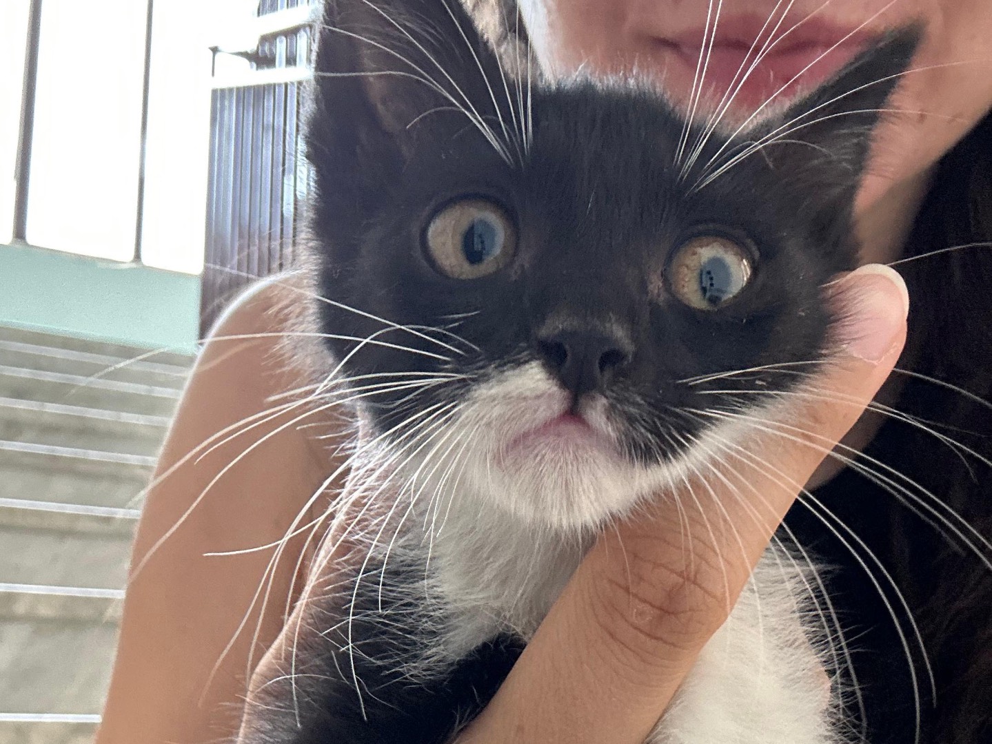 Adozione gatto, maschio, Razza sconosciuta Razza sconosciuta, 3 settimane, taglia non valida, Catanzaro