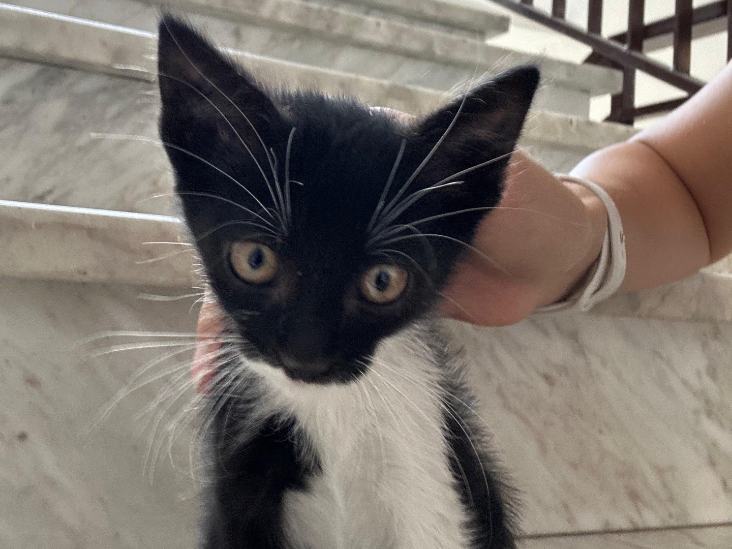 Adotta un gatto, maschio, 3 settimane, Catanzaro