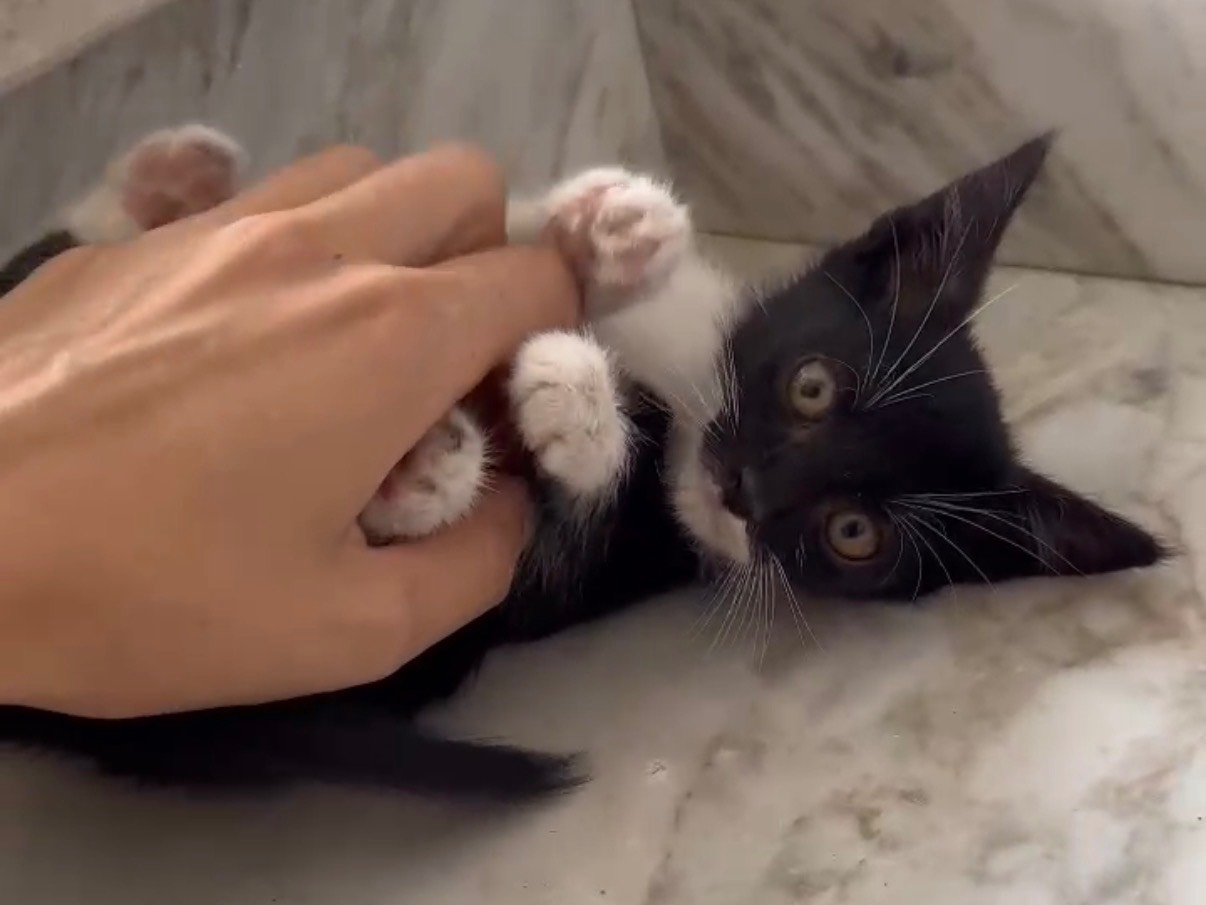 Adotta un gatto, taglia non valida, maschio, Catanzaro