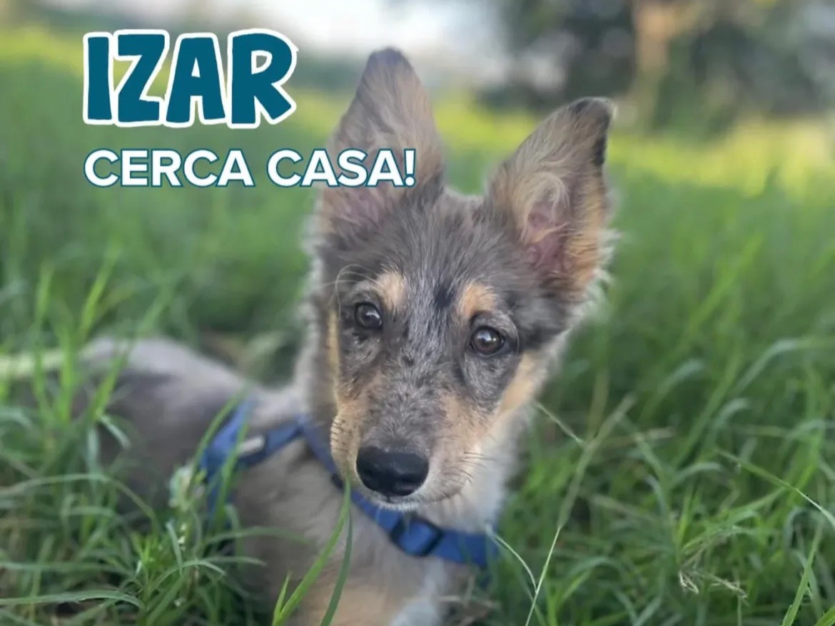 Adozione cane, maschio, Razza sconosciuta Razza sconosciuta, 3 mesi, taglia media, Milano