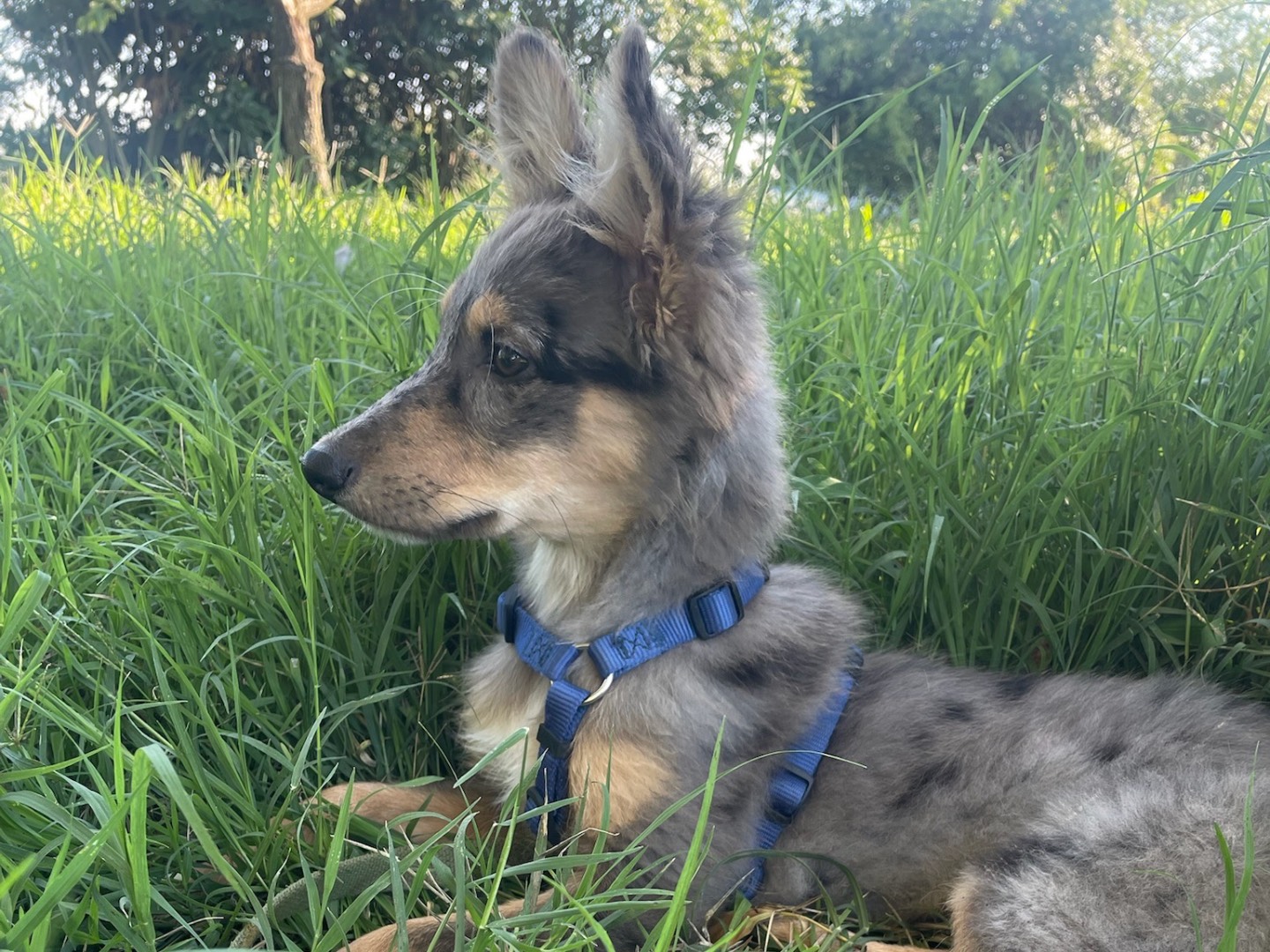 Adotta un cane, maschio, 3 mesi, Milano