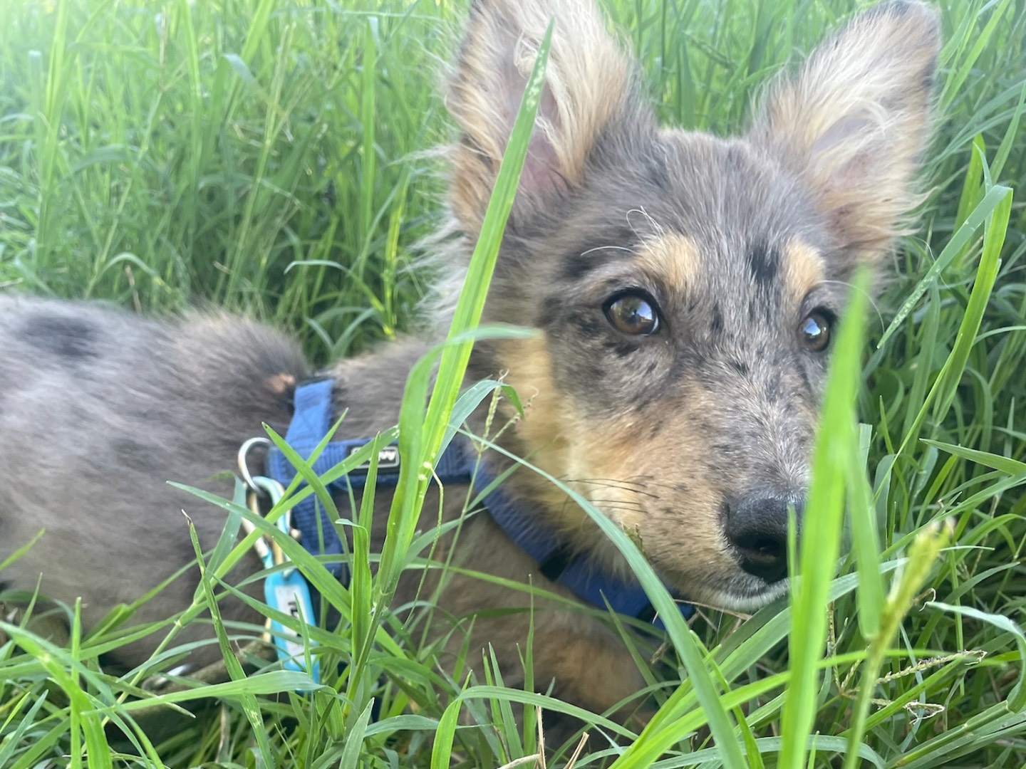 Adotta un cane, taglia media, maschio, Milano