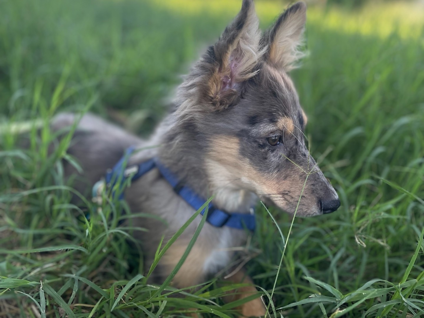 Vuoi adottare un cane a Milano?