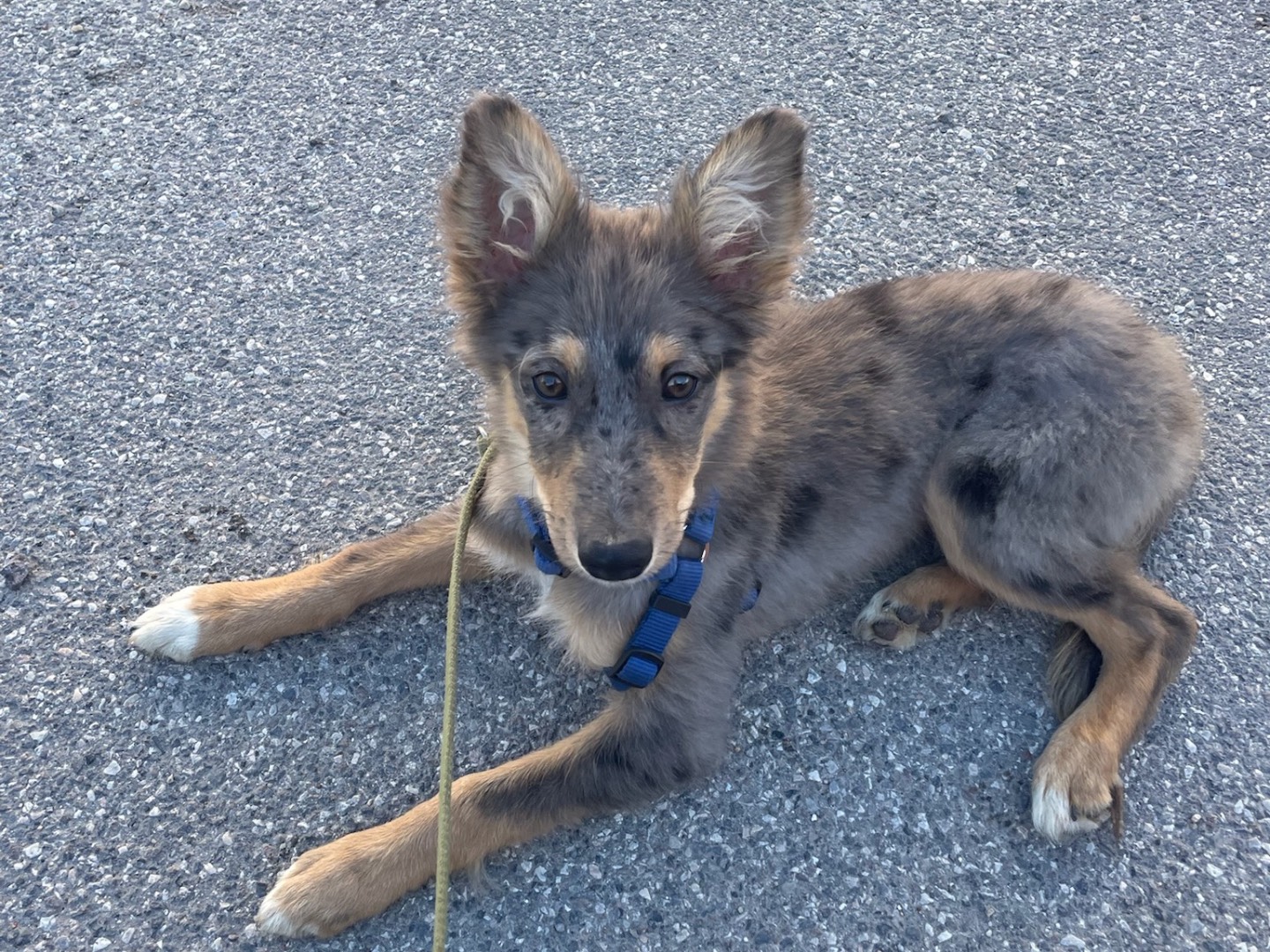 Adotta il cane Izar  a Milano