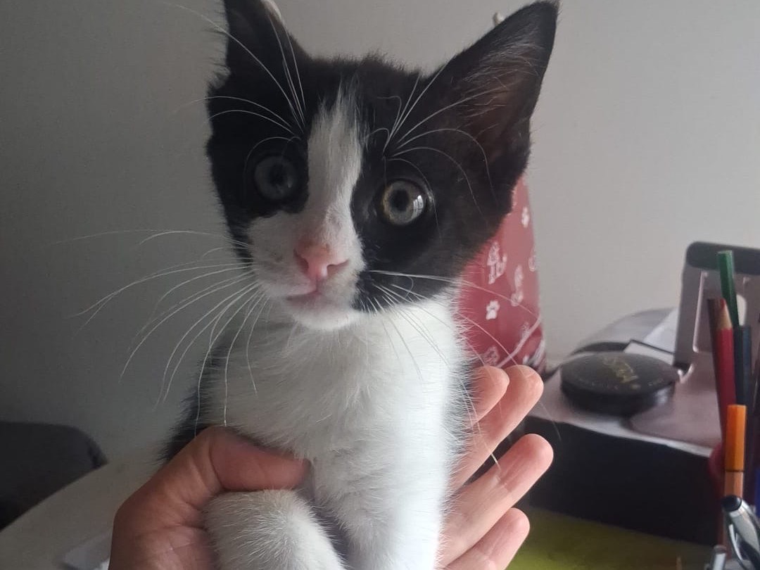 Adotta un gatto, maschio, 3 settimane, Catanzaro