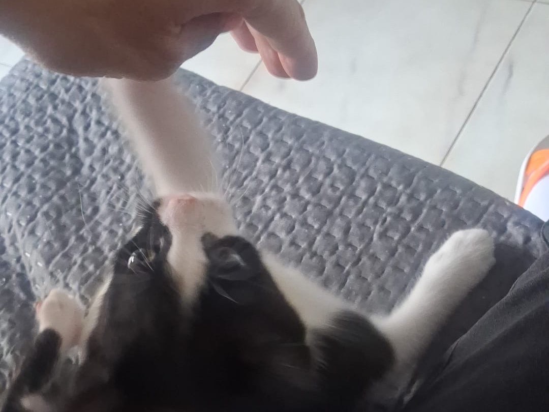 Adotta un gatto, taglia non valida, maschio, Catanzaro