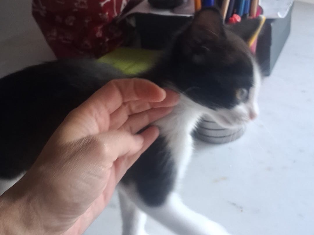 Vuoi adottare un gatto a Catanzaro?