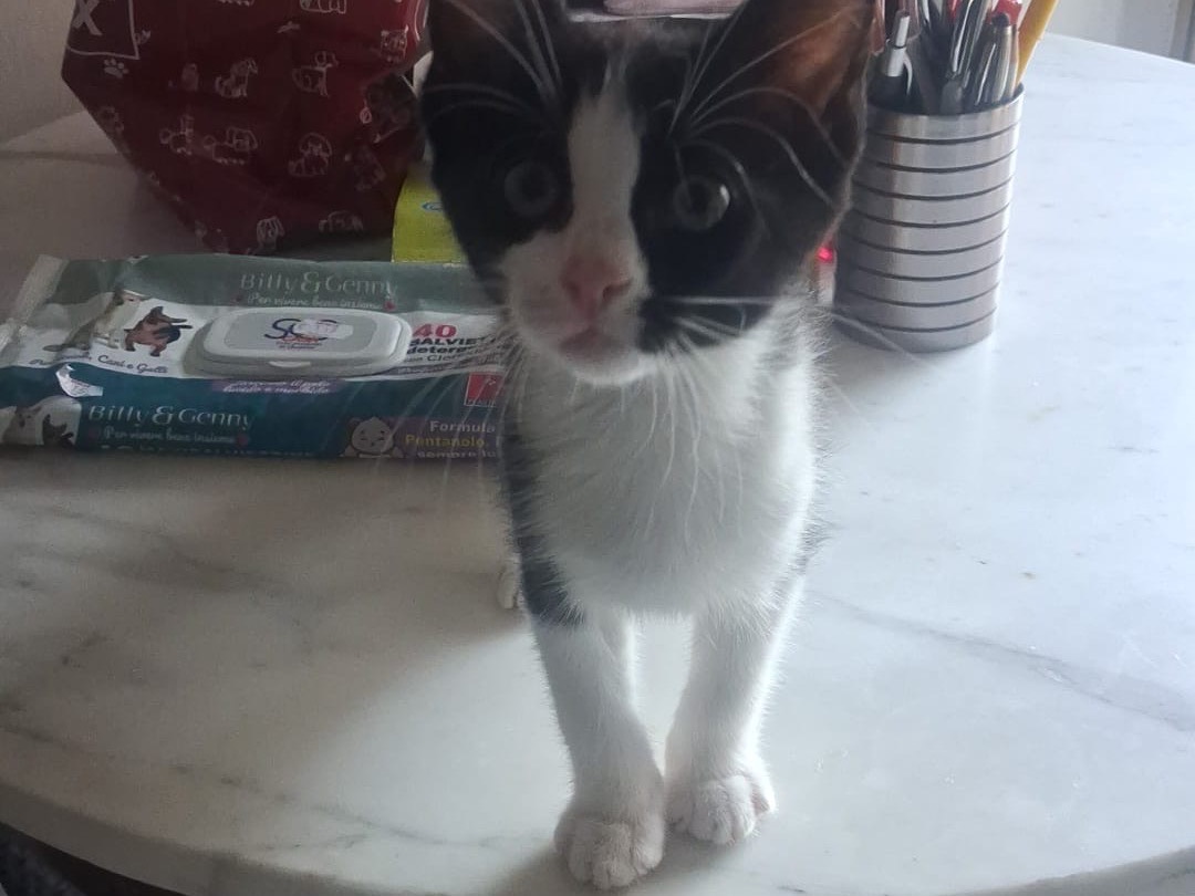 Adotta il gatto Leon a Catanzaro