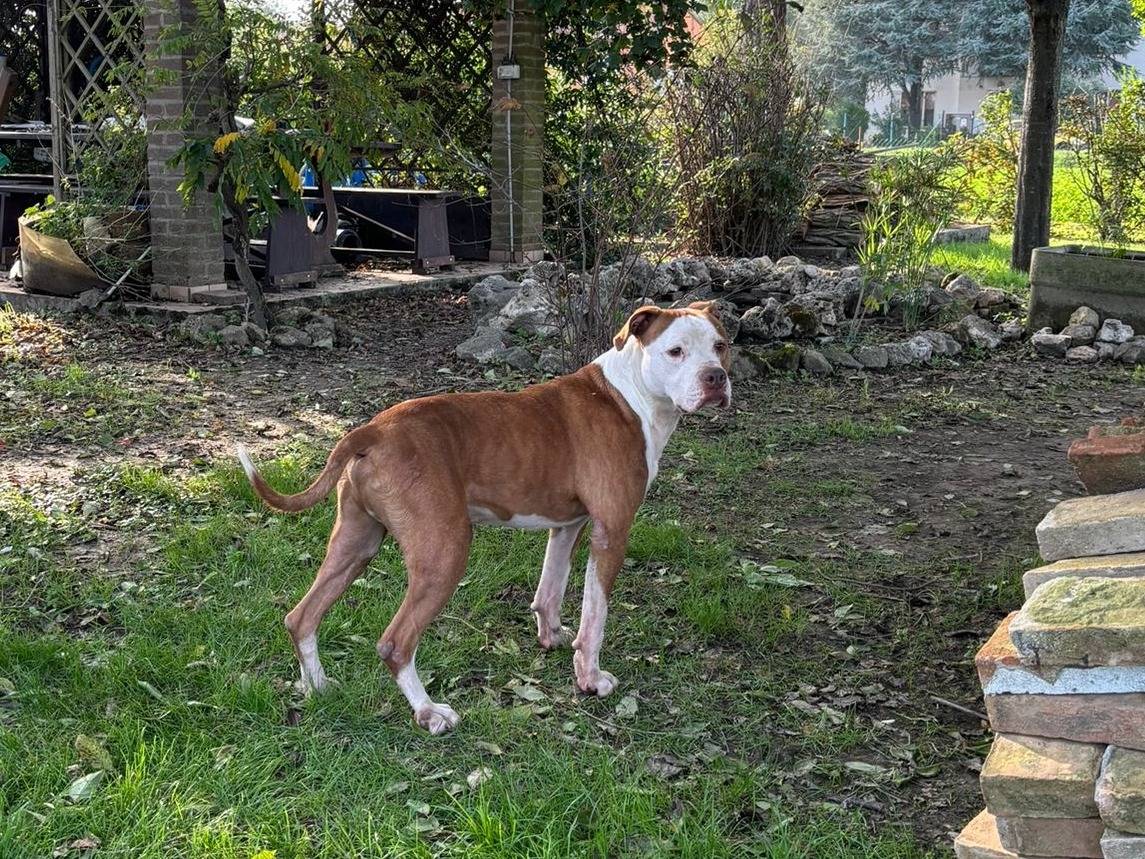 Vuoi adottare un cane a Rovigo?