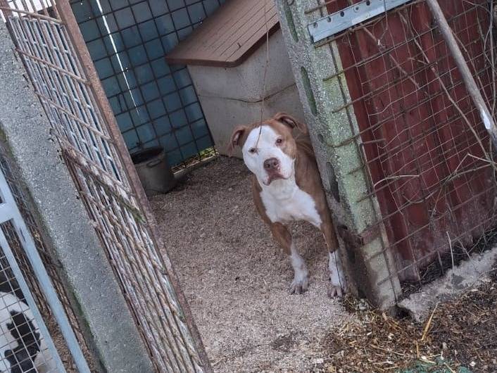 Adotta il cane Leo a Rovigo
