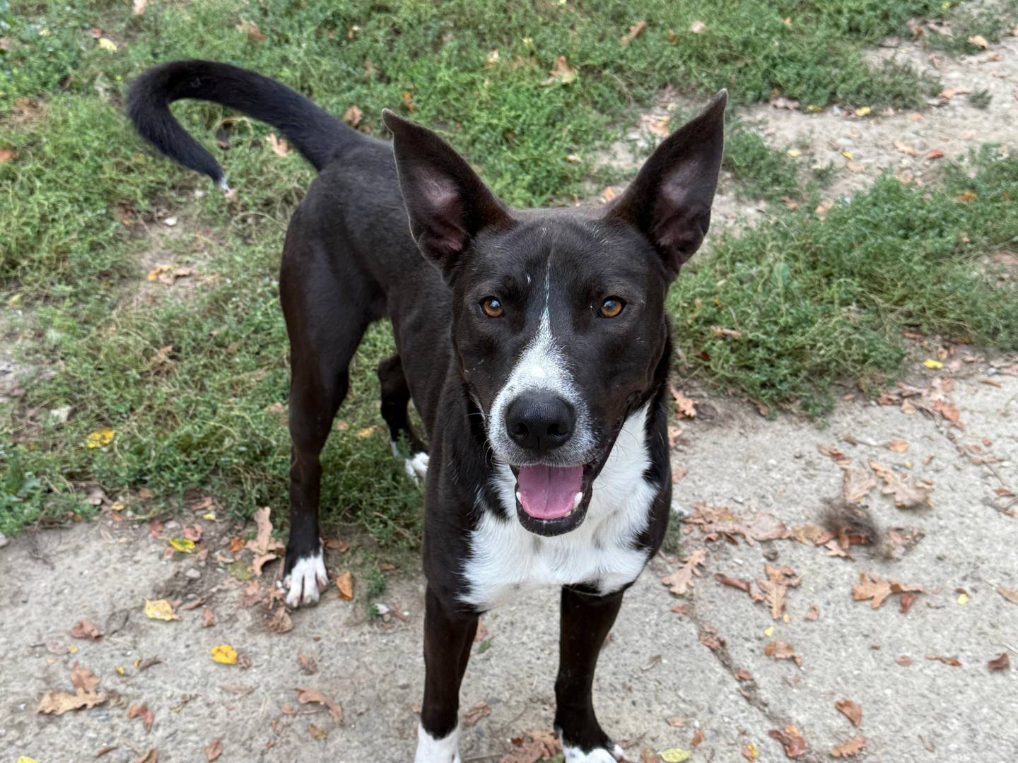 Adozione cane, maschio, Razza sconosciuta Razza sconosciuta, 1 anno e 5 mesi, taglia media, Bologna