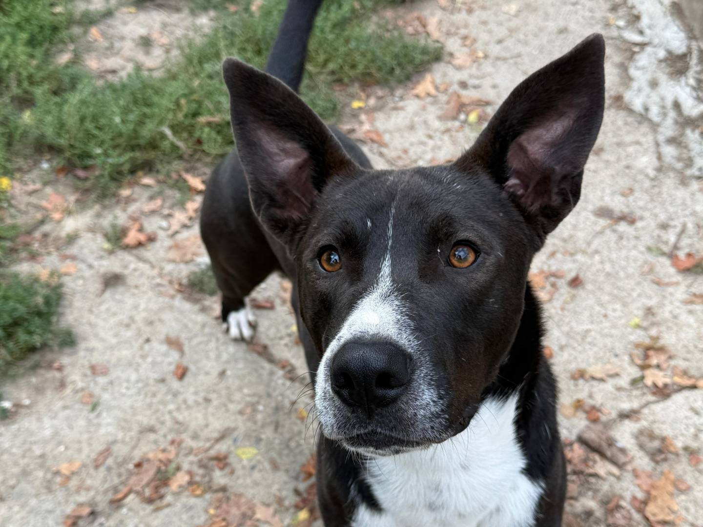 Adotta un cane, maschio, 1 anno e 5 mesi, Bologna
