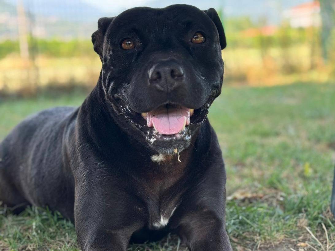 Adozione cane, femmina, Pitbull Razza sconosciuta, 7 anni e 5 mesi, taglia grande, Torino