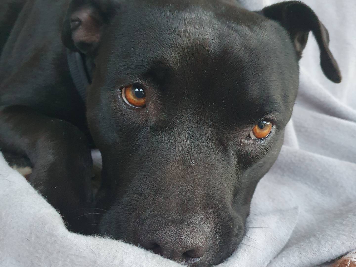 Adotta un cane, femmina, 7 anni e 5 mesi, Torino