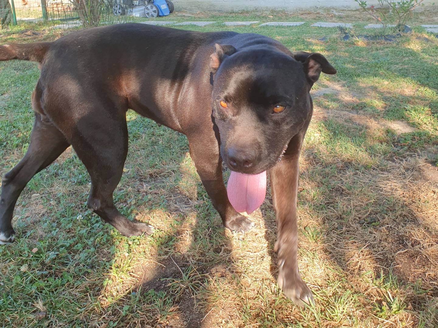 Adotta un cane, taglia grande, femmina, Torino