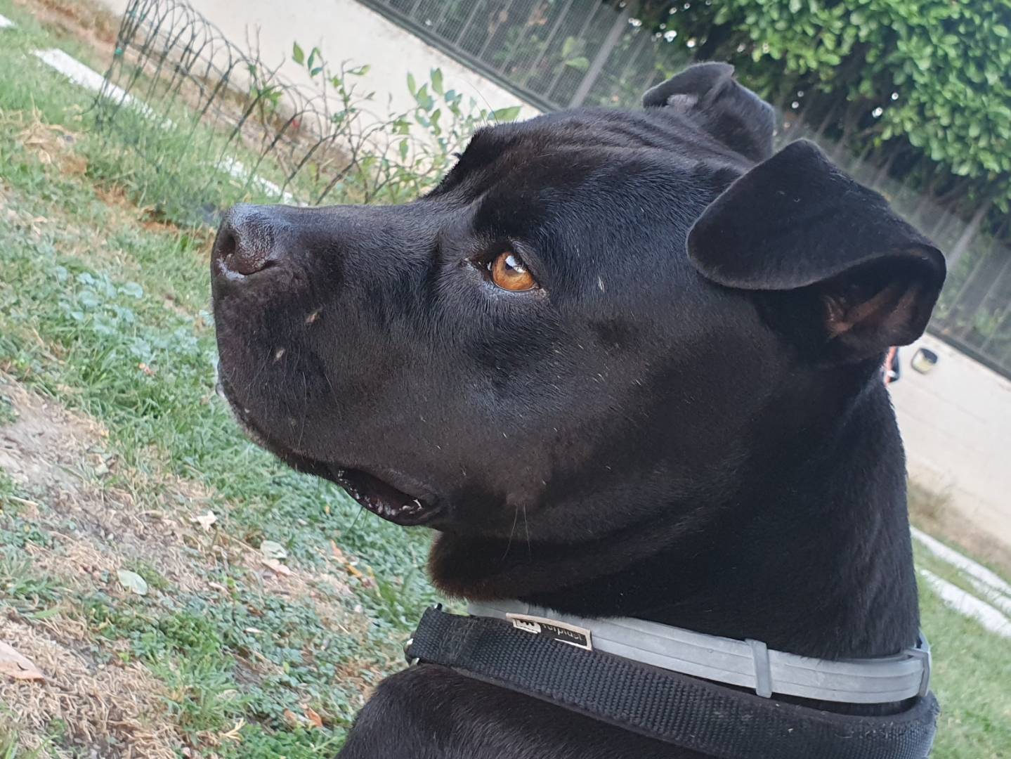 Vuoi adottare un cane a Torino?