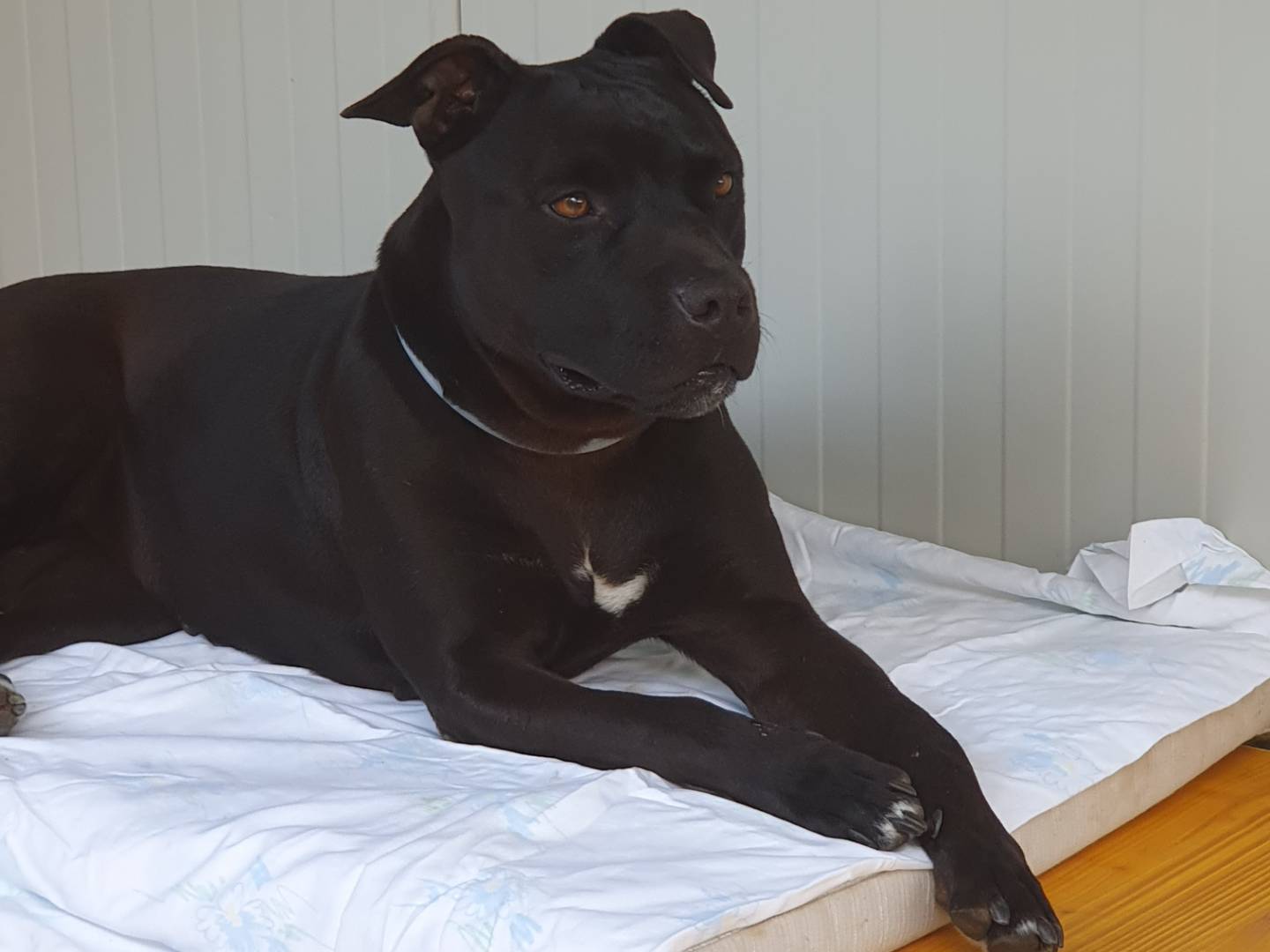 Adotta il cane PerlaNera a Torino