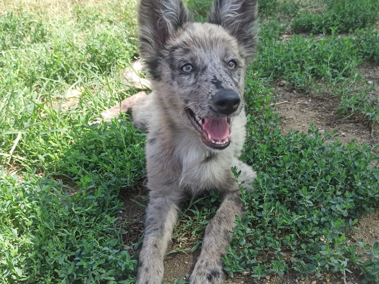 Adotta il cane Alya  a Milano