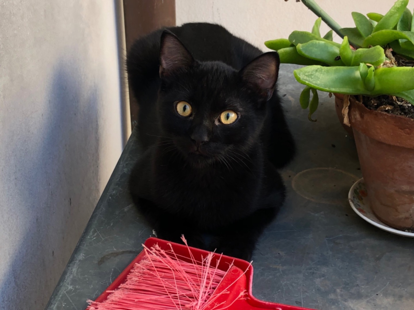 Adozione gatto, maschio, Razza sconosciuta Razza sconosciuta, 4 mesi, taglia non valida, Sud