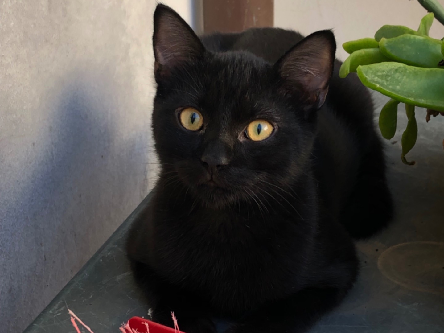 Adotta un gatto, maschio, 4 mesi, Sud