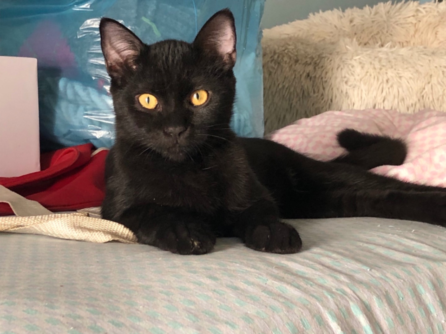 Vuoi adottare un gatto a Sud?