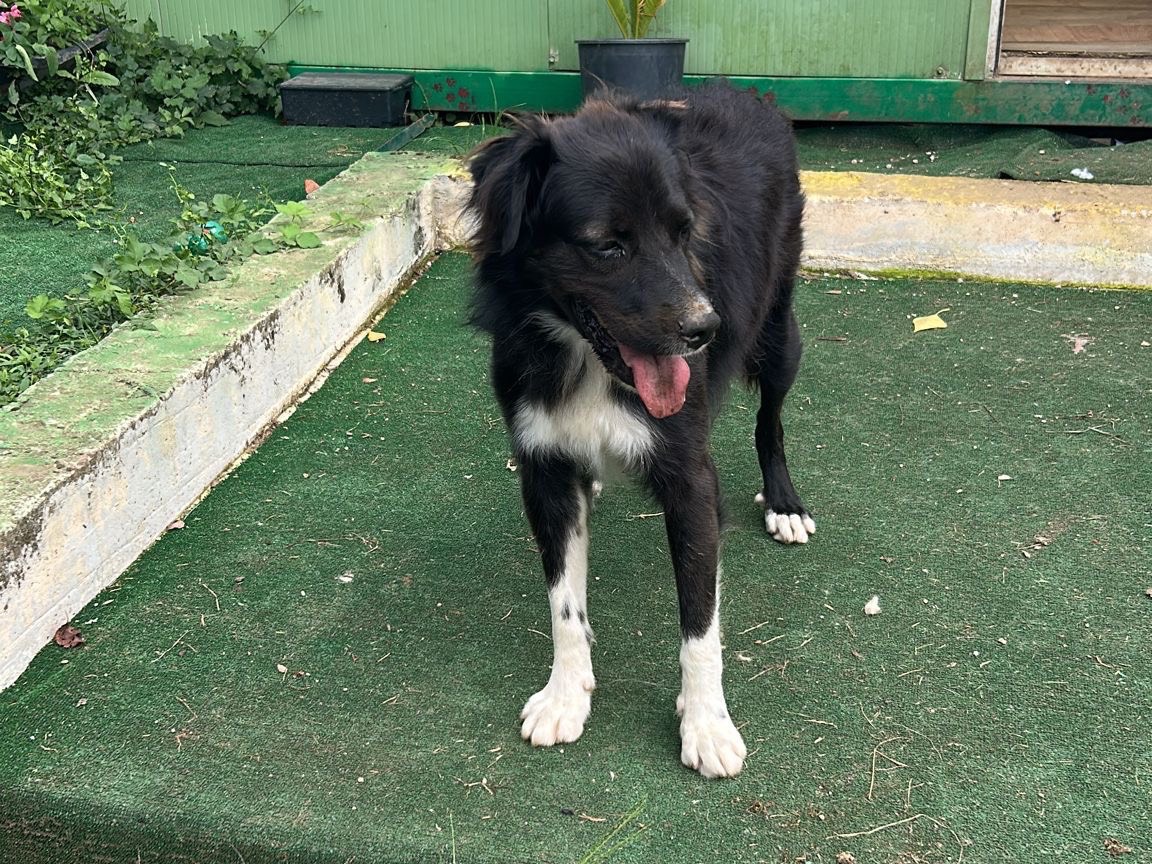 Adozione cane, maschio, Border Collie Pastore australiano, 3 anni e 4 mesi, taglia grande, Caserta