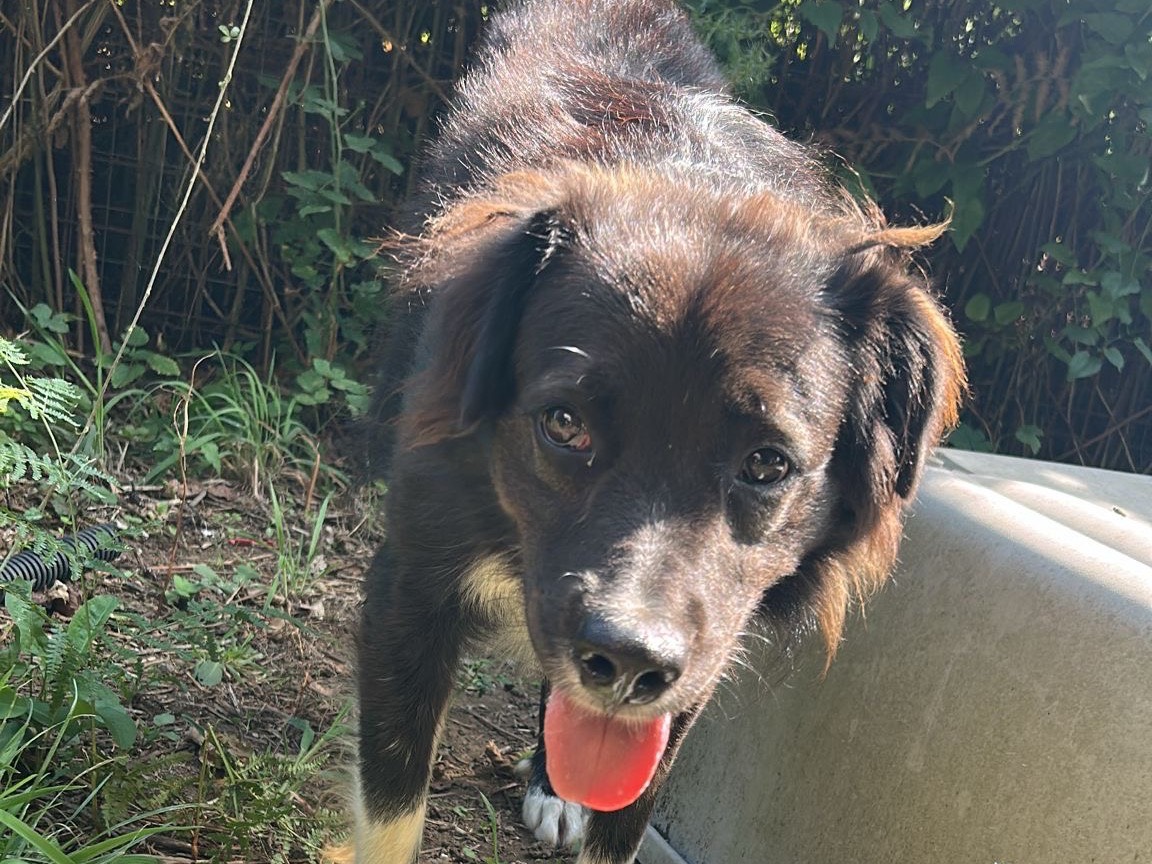 Vuoi adottare un cane a Caserta?