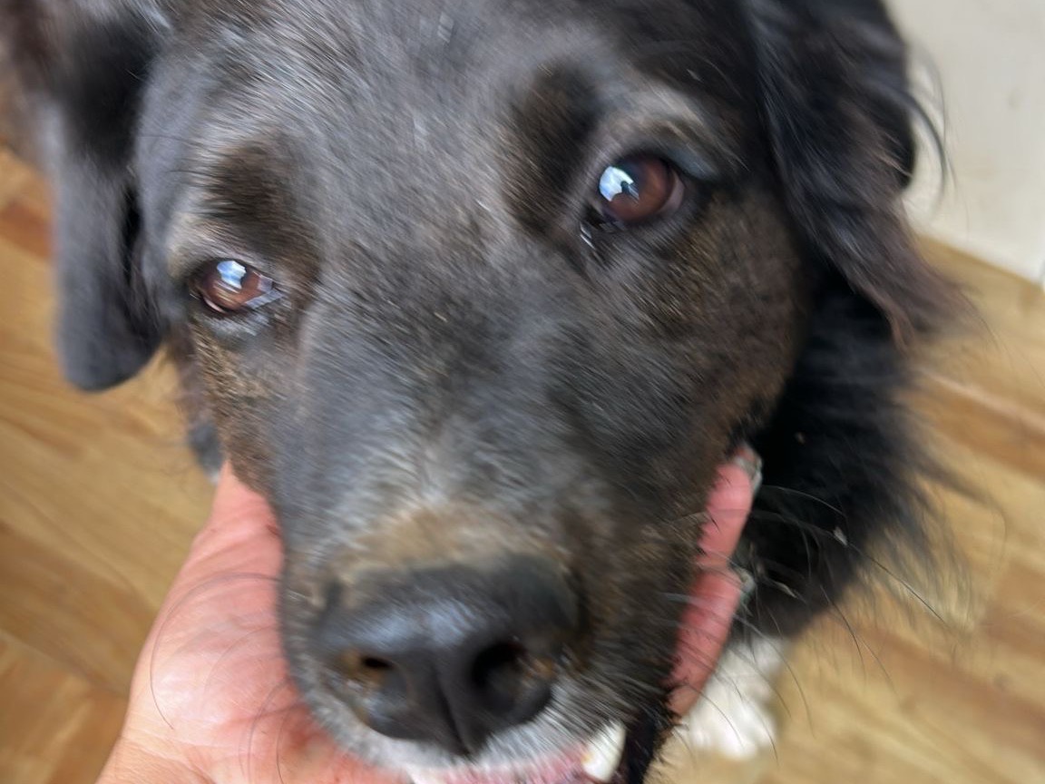 Adotta il cane ORSO a Caserta