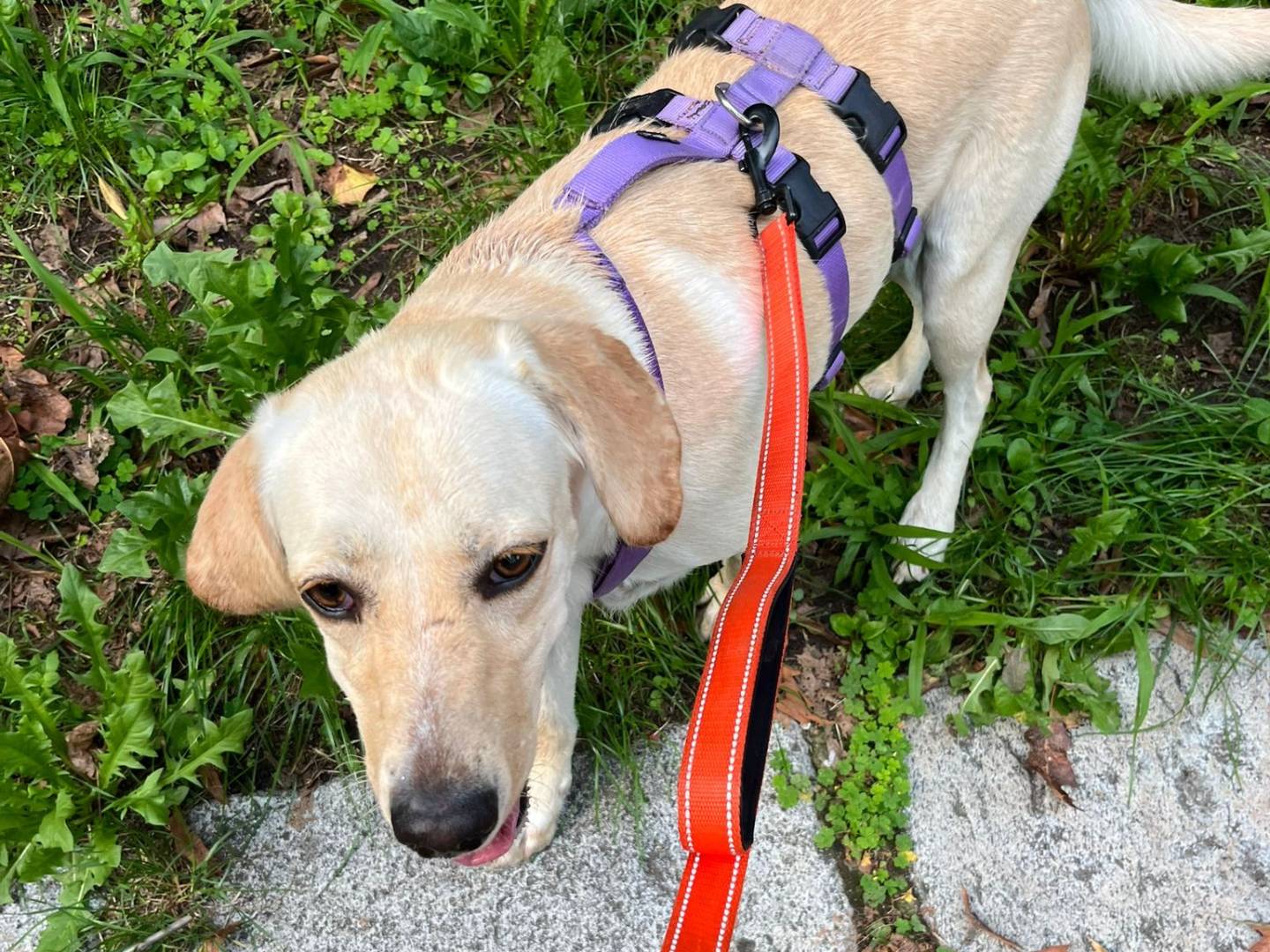 Adozione cane, femmina, Labrador Retriever Razza sconosciuta, 1 anno e 2 mesi, taglia media, Milano