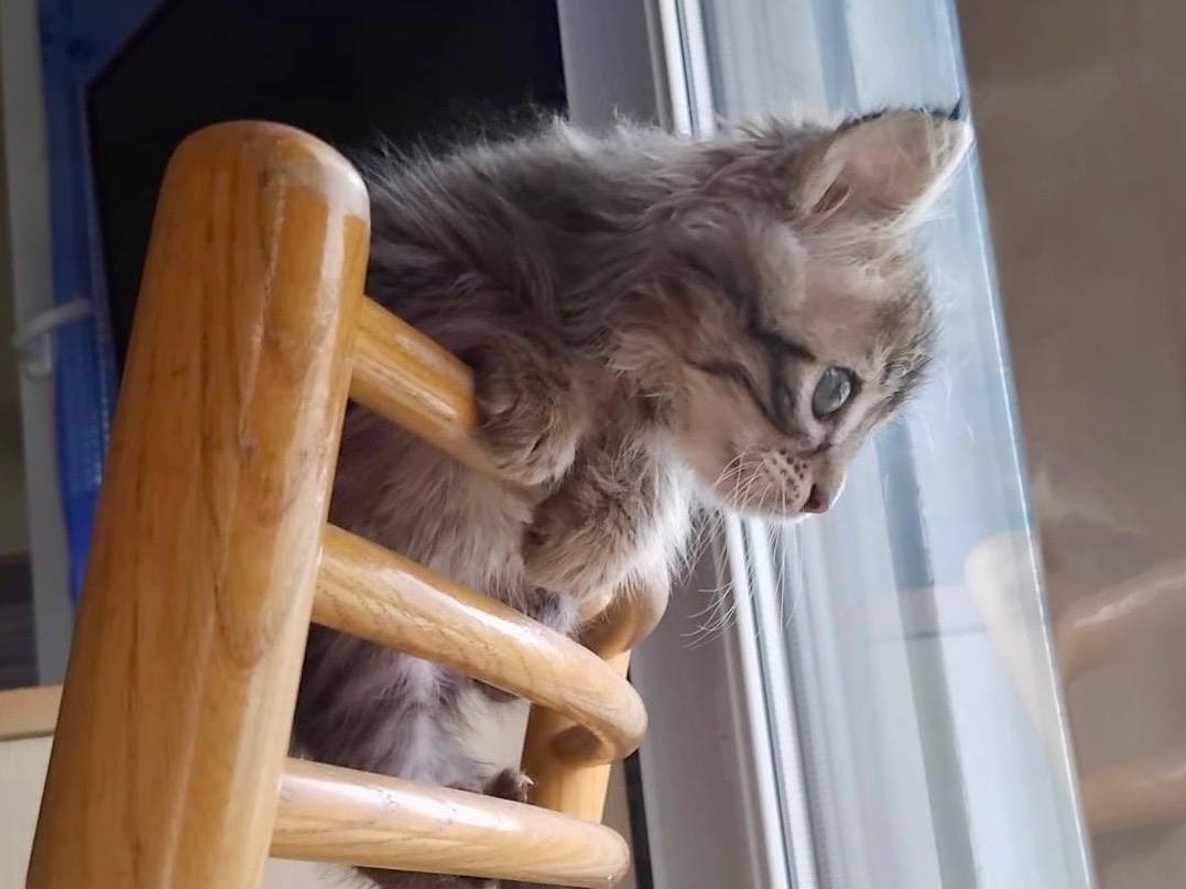 Adozione gatto, femmina, Razza sconosciuta Razza sconosciuta, 2 mesi, taglia non valida, Enna