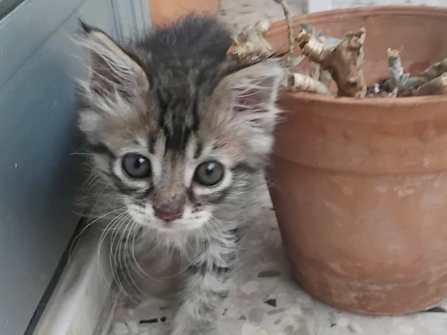 Adotta un gatto, femmina, 2 mesi, Enna