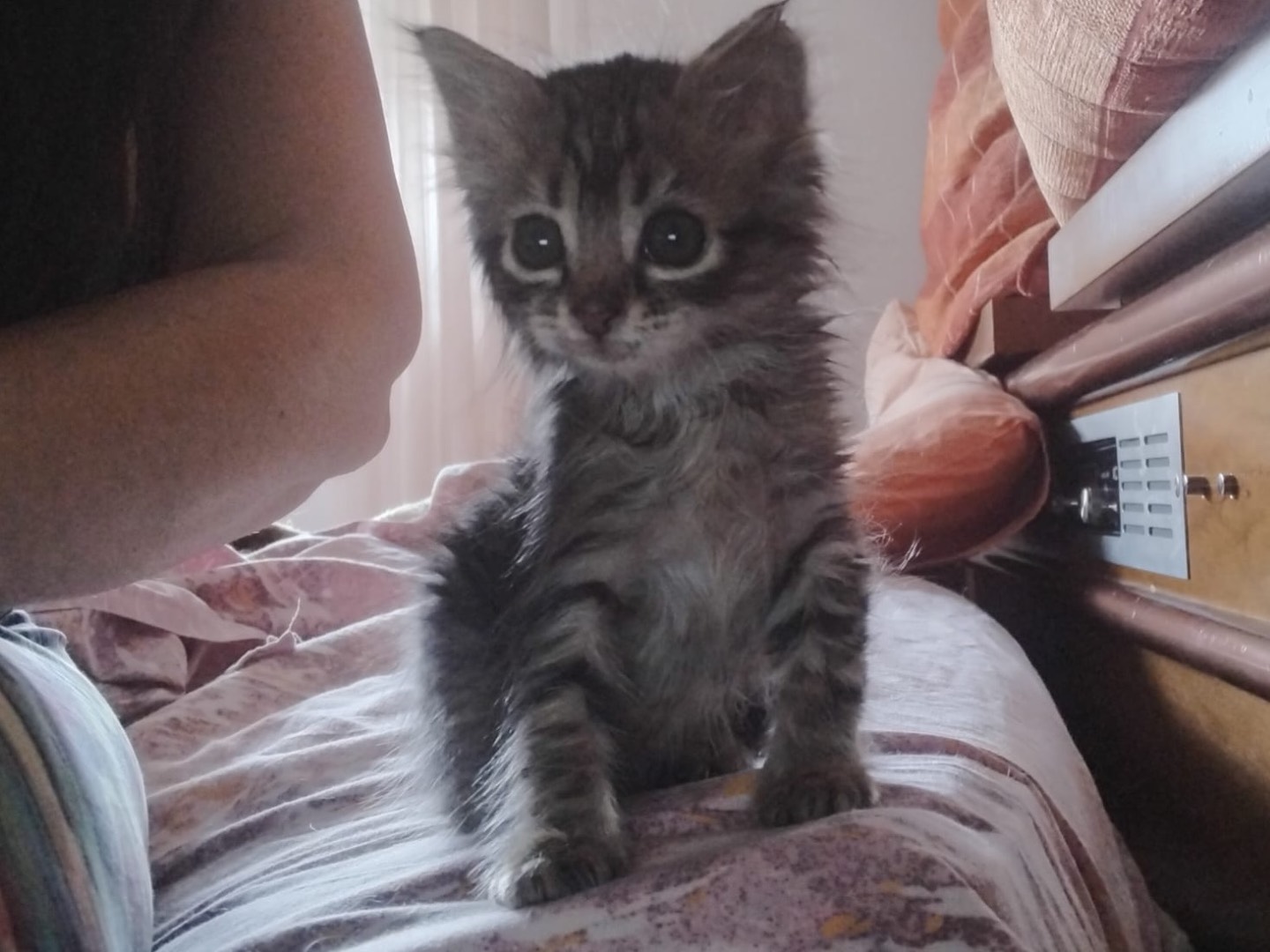 Vuoi adottare un gatto a Enna?