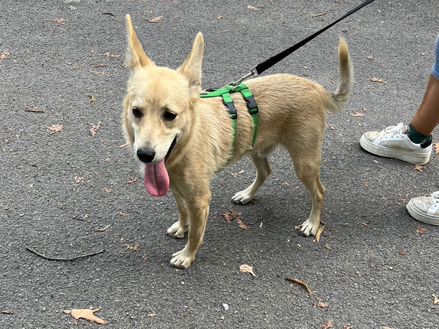 Adozione cane, maschio, Razza sconosciuta Razza sconosciuta, 8 mesi, taglia piccola, Milano