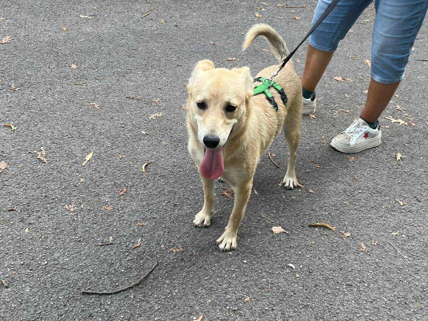Adotta un cane, maschio, 8 mesi, Milano