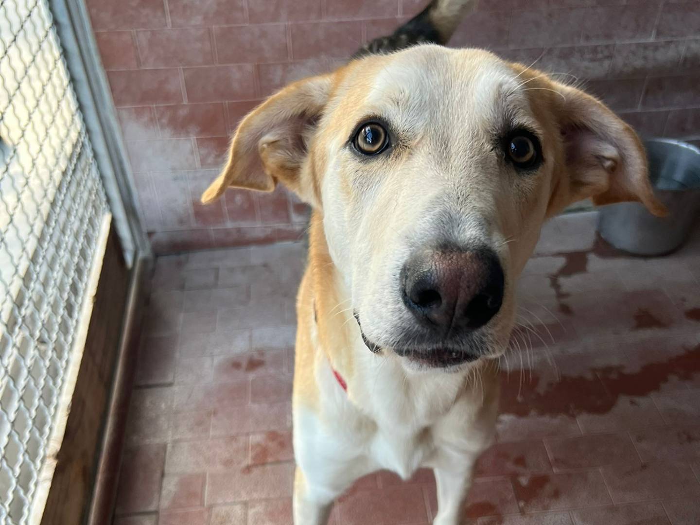 Adozione cane, maschio, Razza sconosciuta Razza sconosciuta, 9 mesi, taglia media, Milano