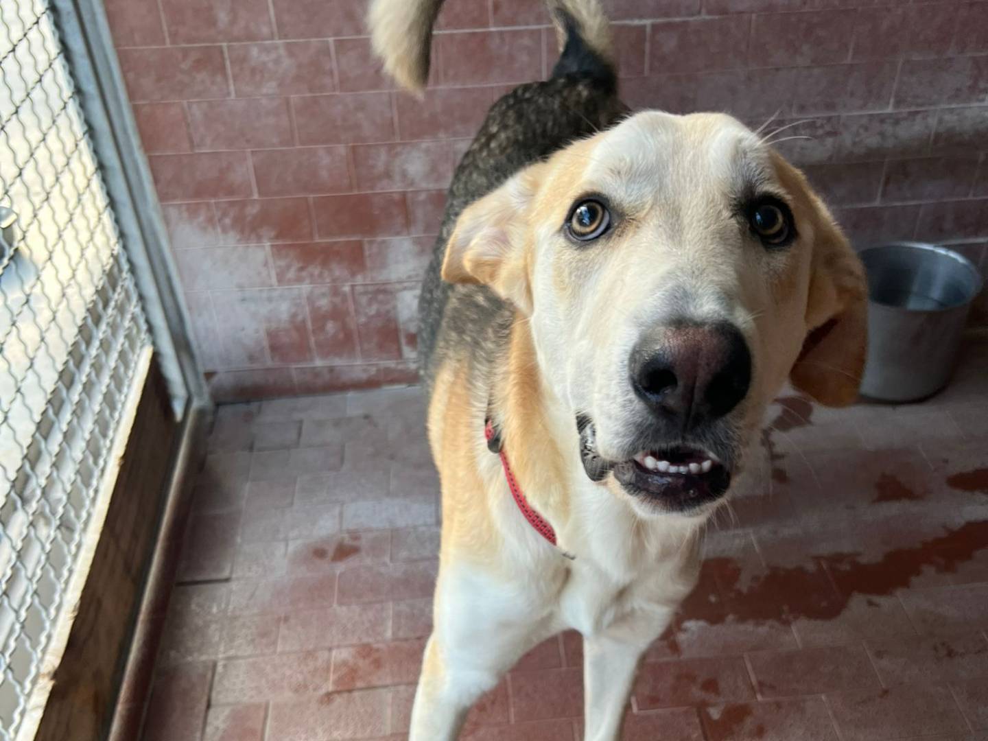Adotta un cane, maschio, 9 mesi, Milano