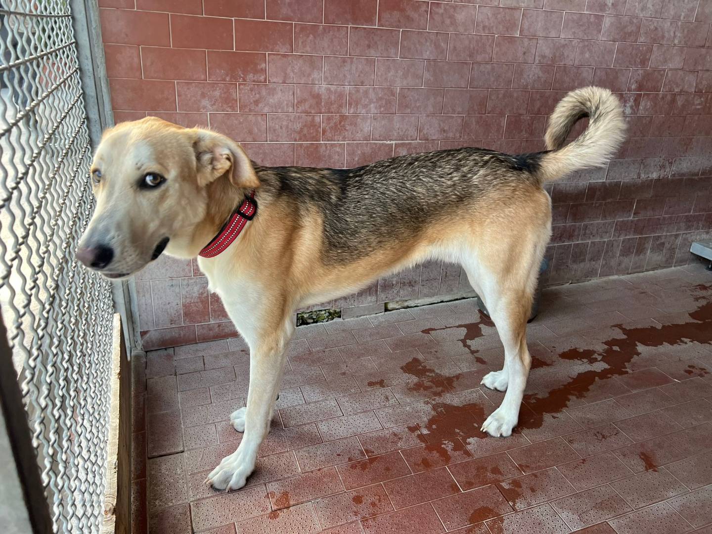Adotta un cane, taglia media, maschio, Milano