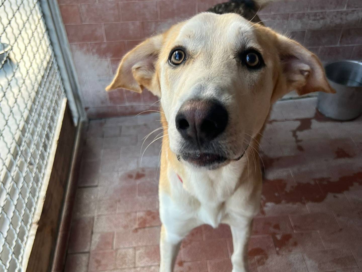 Vuoi adottare un cane a Milano?